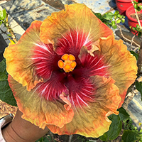 Taiwan Alchemist Bloom - Cutting